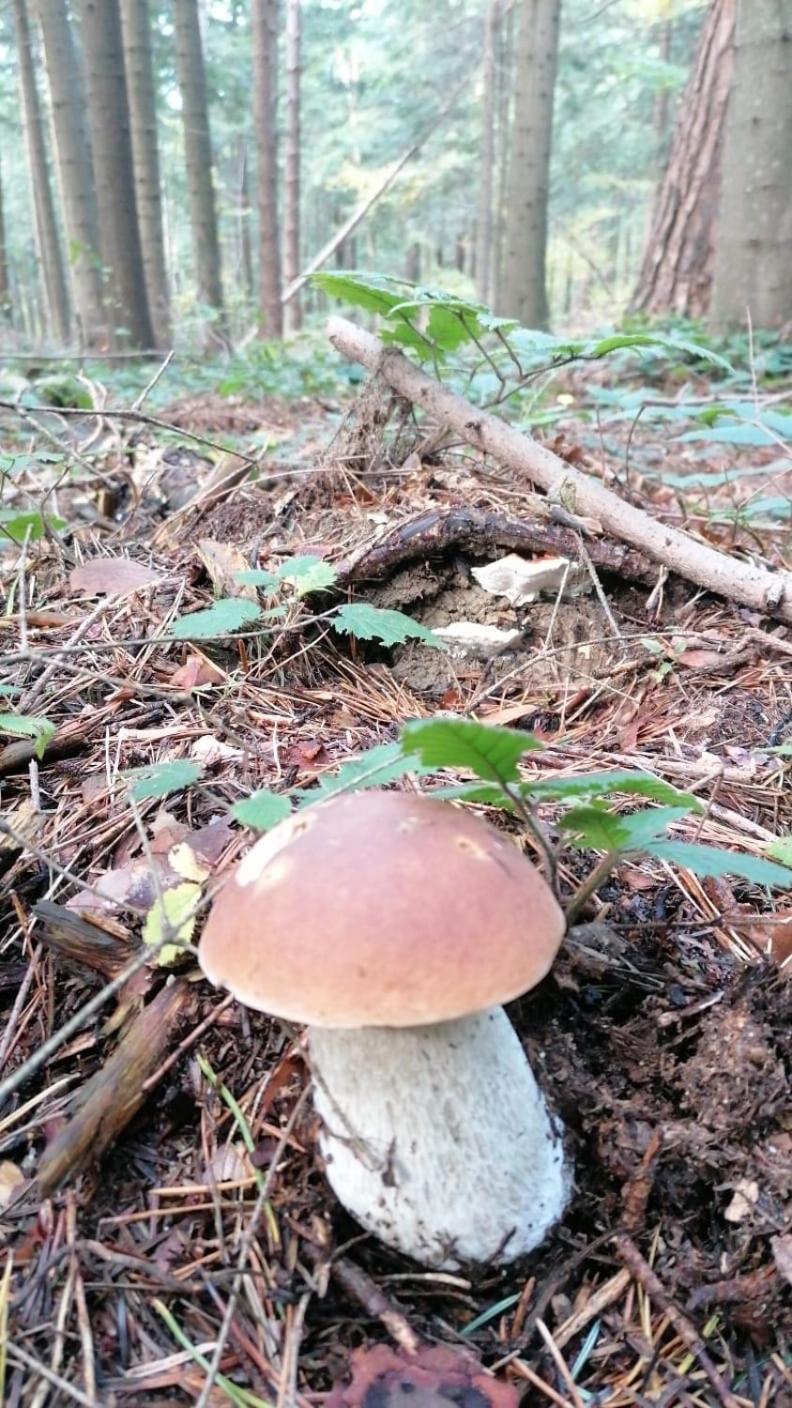 Spokoj W Gorach Brenna Bagian luar foto